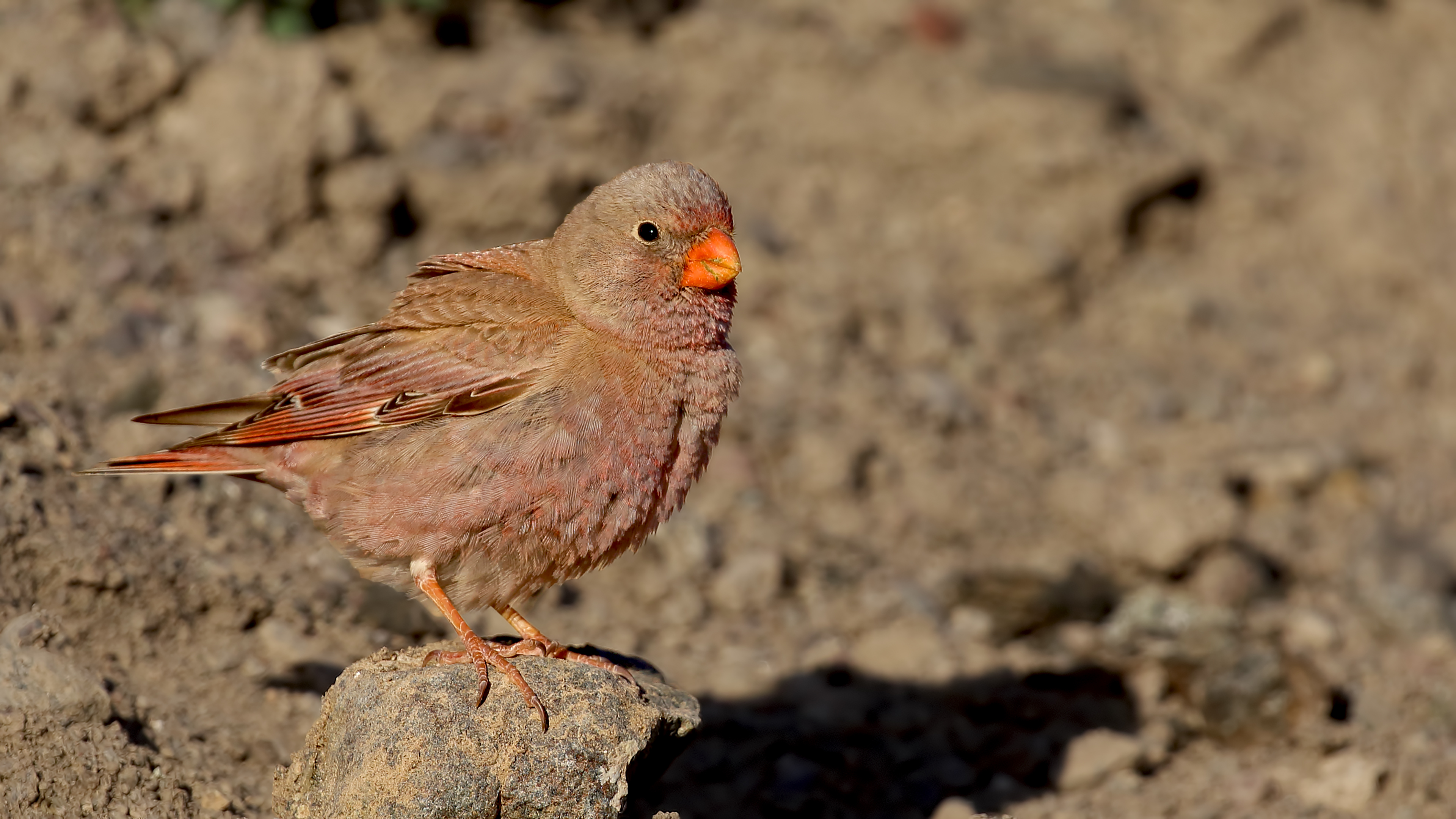 Trumpeter Finch